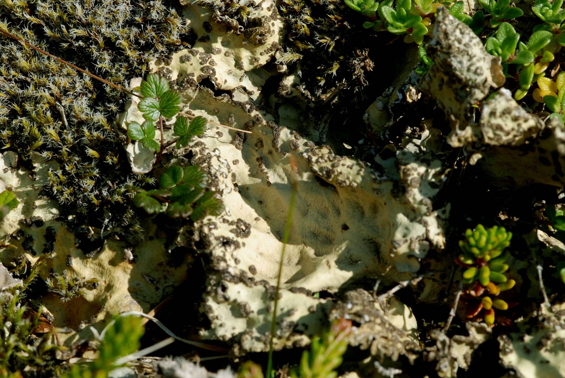 Gígnæfra, Lobaria scrobiculata, er sjaldgæf fléttutegund. - mynd