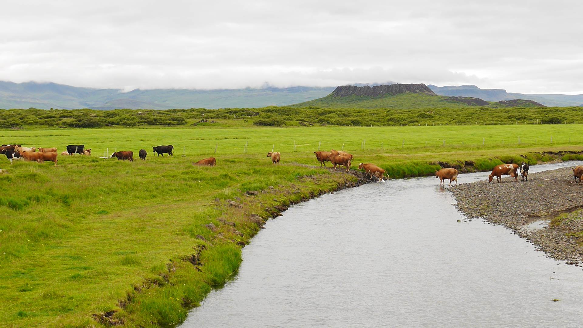  Nýliðunarstuðningur í landbúnaði 2025 - mynd