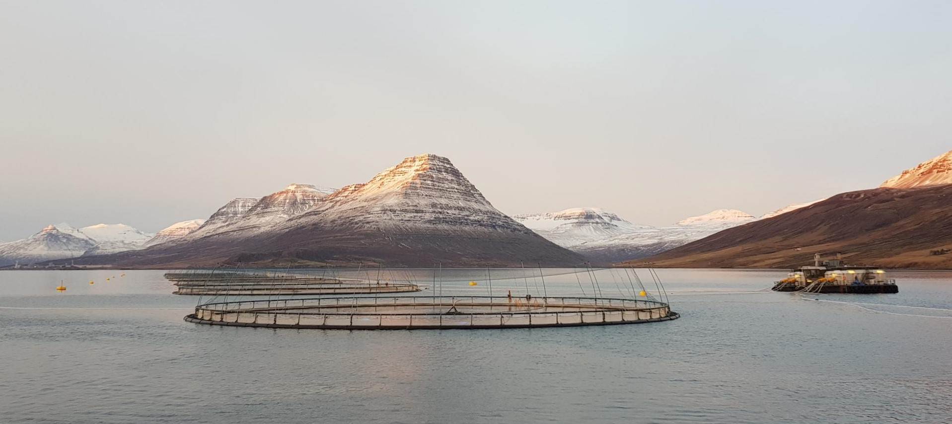 Fiskeldissjóður auglýsir eftir umsóknum um styrki fyrir árið 2024 - mynd