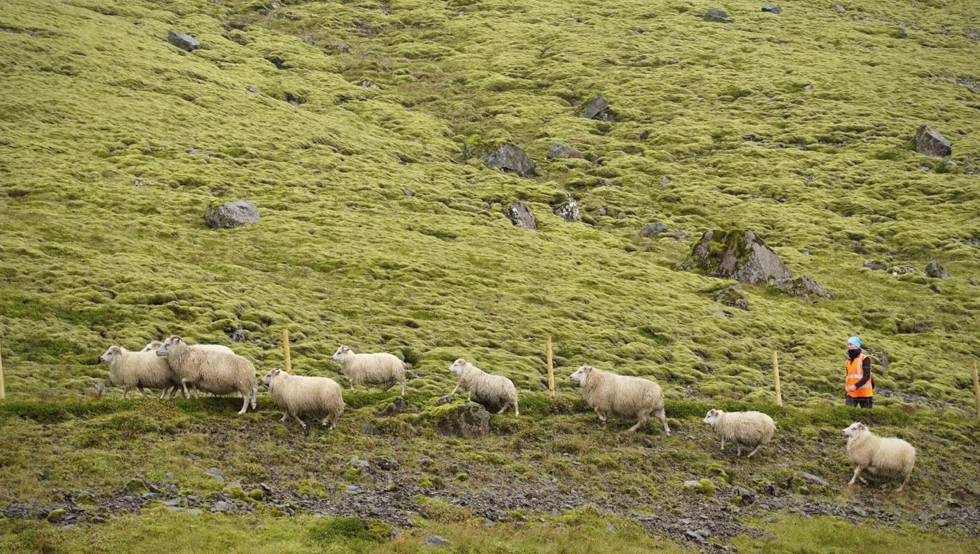 Auglýst eftir umsækjendum um stuðning til söfnunar ullar - mynd