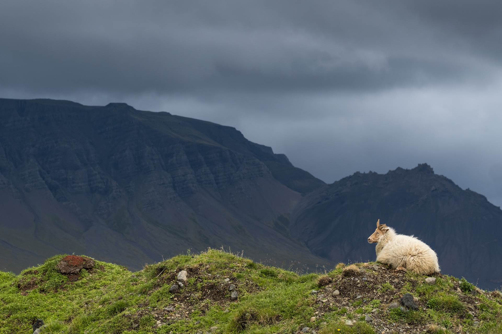 Opið fyrir umsóknir fyrir þróunarverkefni búgreina. - mynd