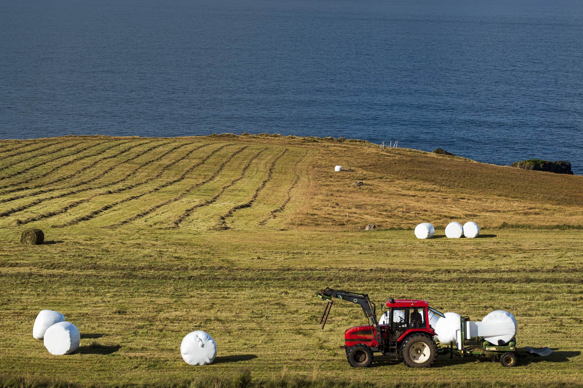 Almennir jarðræktarstyrkir, landgreiðslur og tjónabætur vegna ágangs álfta og gæsa greiddar - mynd