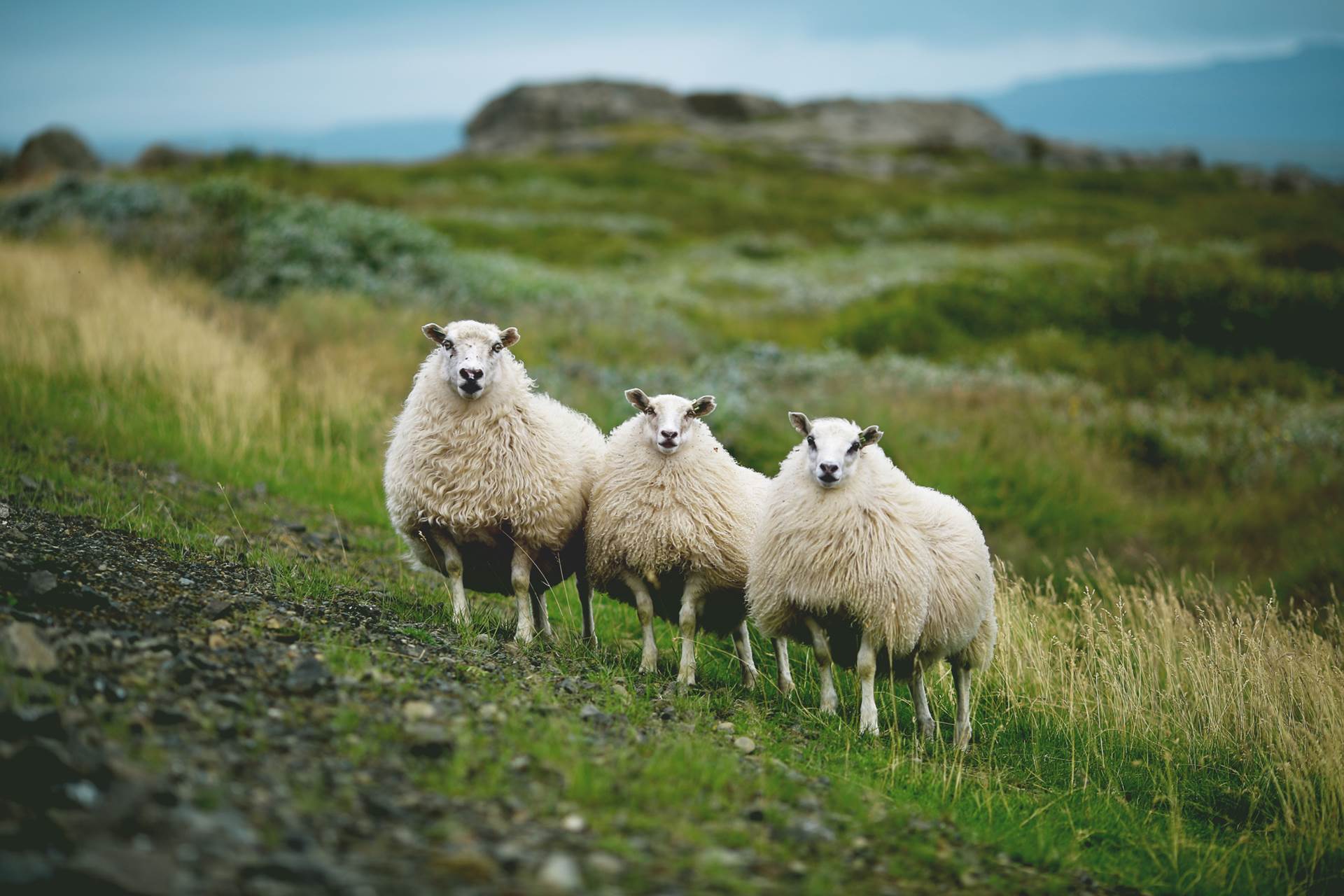Opið fyrir umsóknir vegna þróunarverkefna búgreina, garðyrkju, sauðfjárræktar, nautgriparæktar og hrossaræktar - mynd