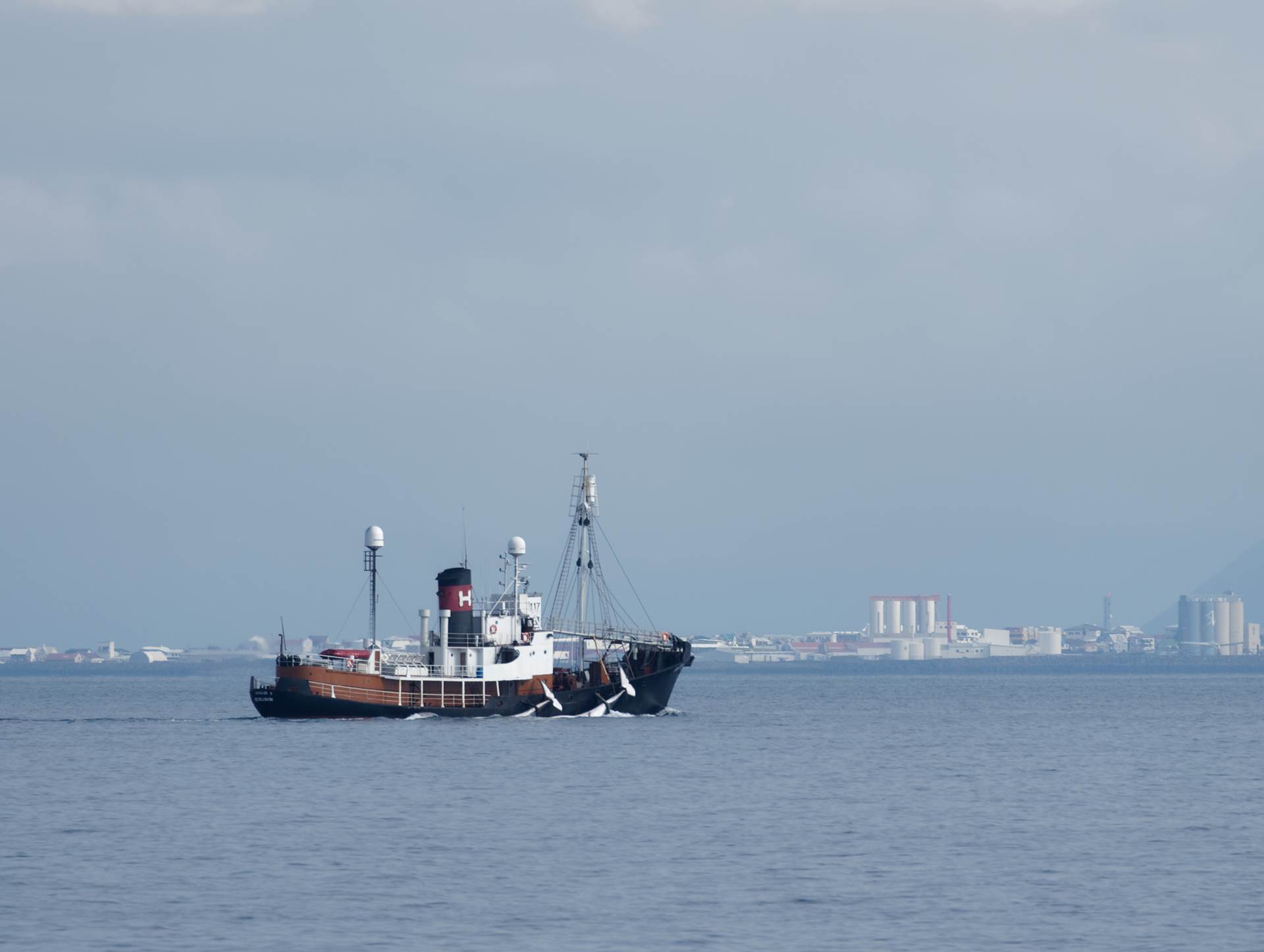 Matvælastofnun og Fiskistofa í samstarf um eftirlit við hvalveiðar - mynd