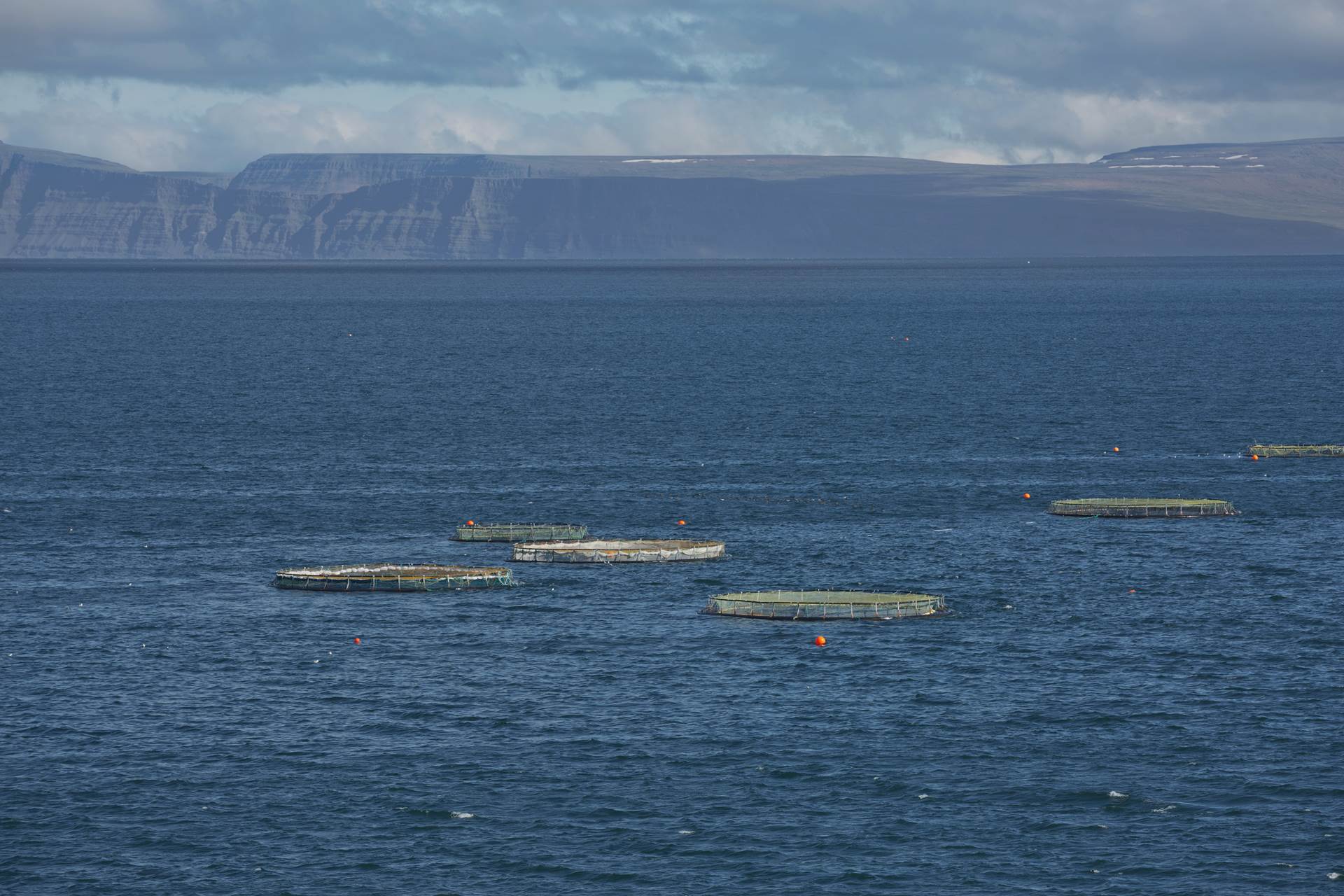 Aukið eftirlit og rannsóknir í sjókvíaeldi - mynd