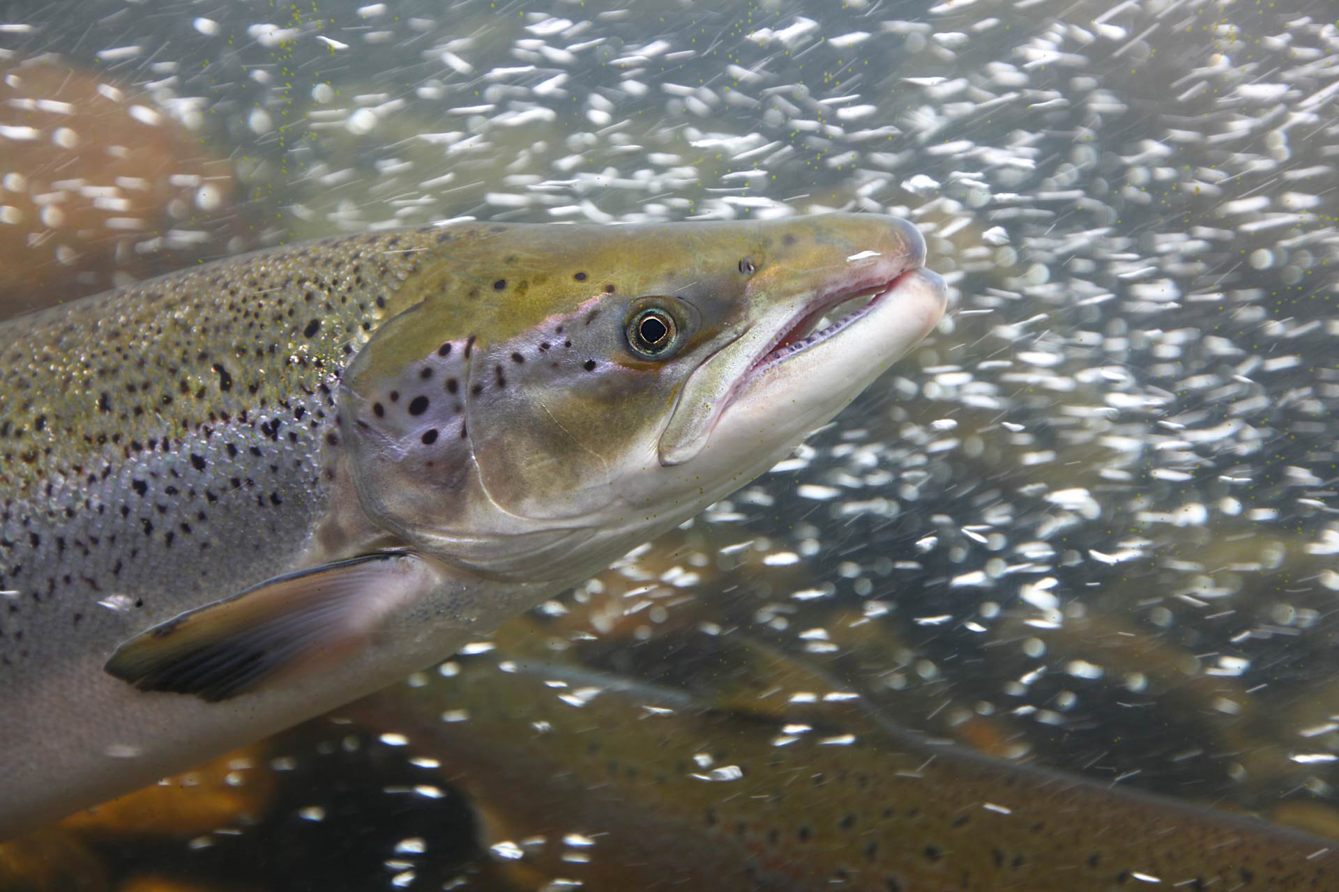  Matvælaráðherra leggur grunn að metnaðarfullri stefnumótun í lagareldi - mynd