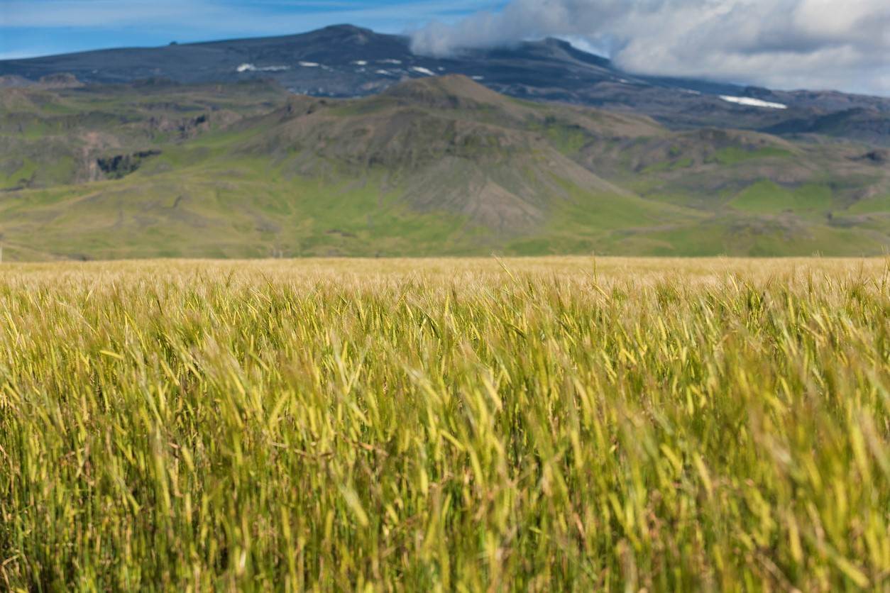 Fjárfestingastuðningur í kornrækt 2025 - mynd