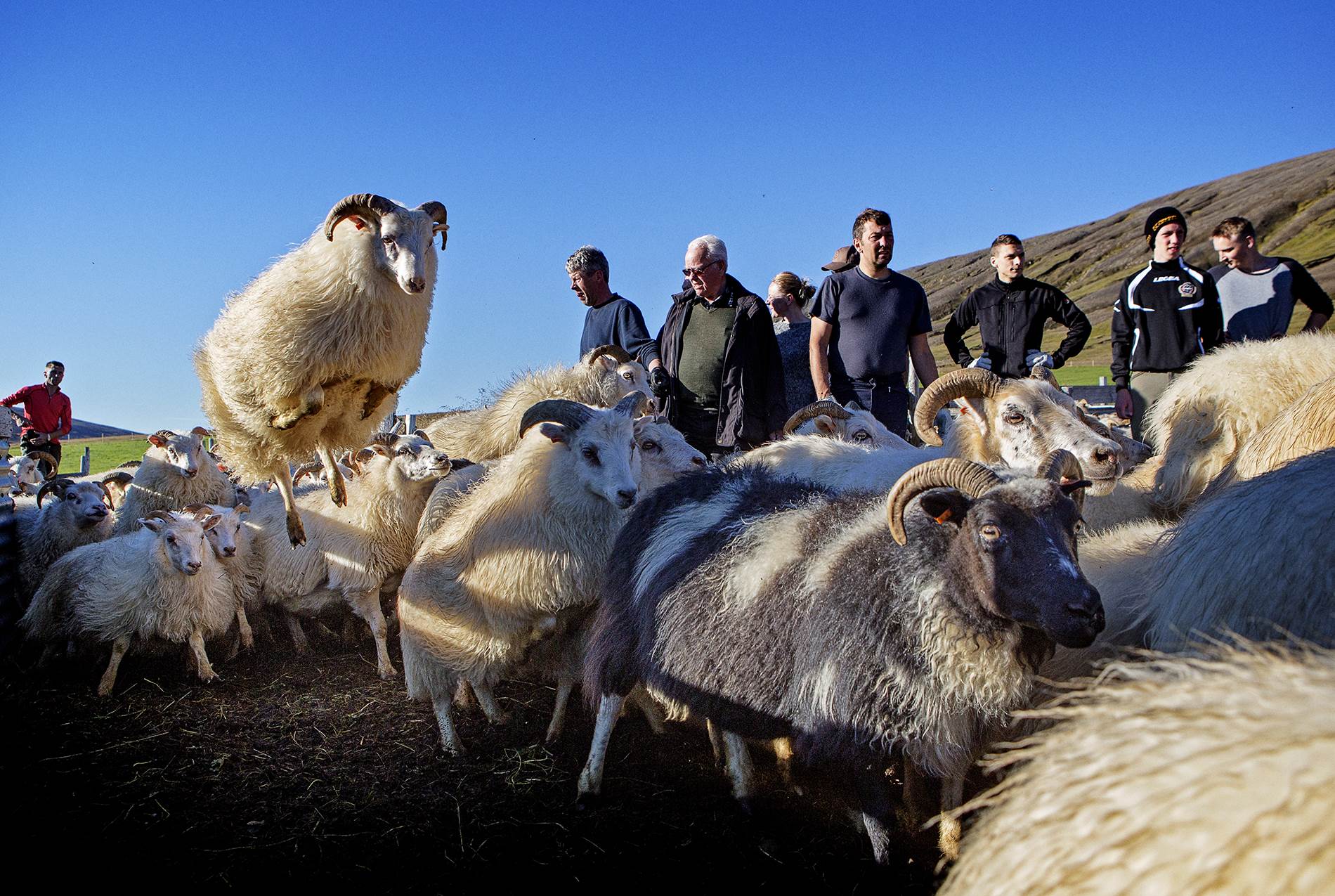 Endurskoðun sauðfjársamnings flýtt - mynd