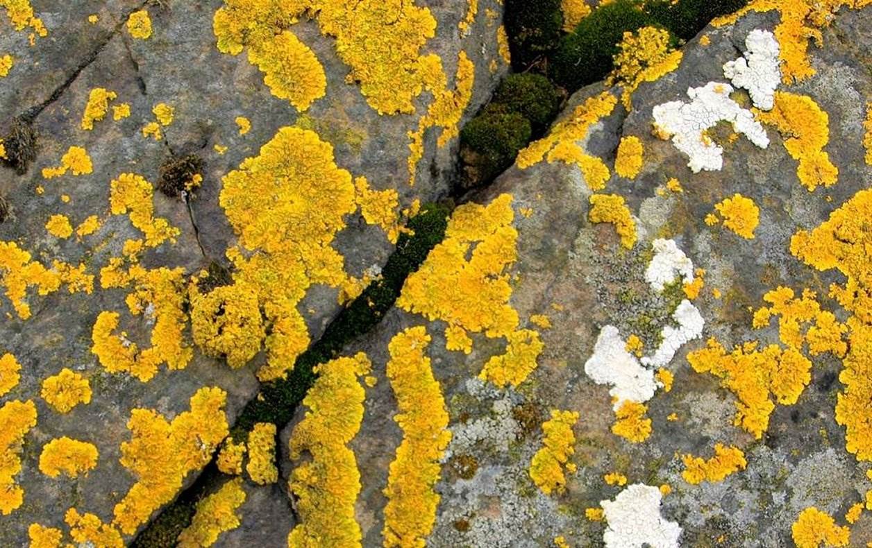 Teymi um uppbyggingu félags- og atvinnumála í kjölfar Covid-19 sett á laggirnar - mynd