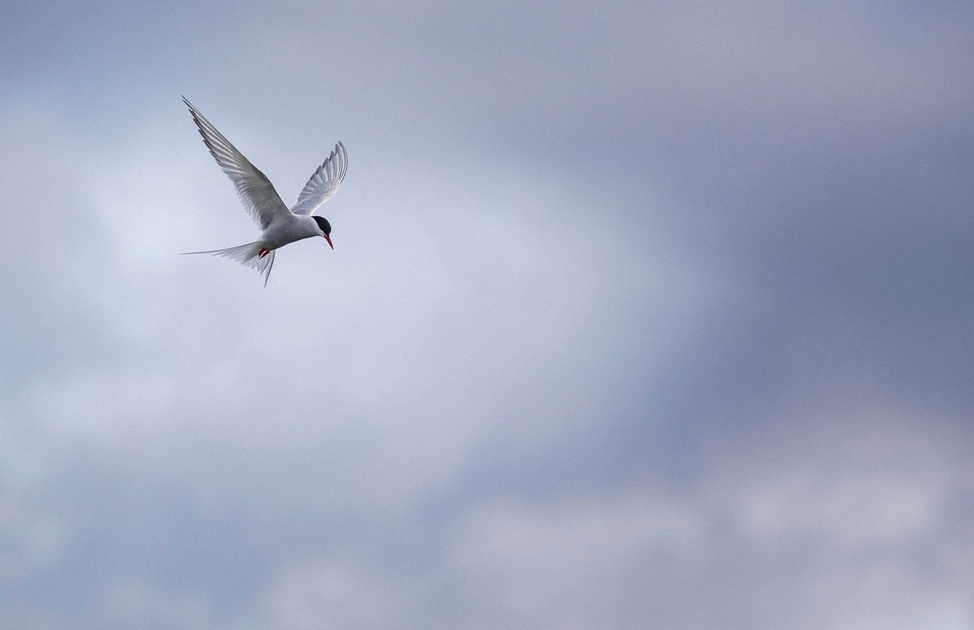 Auglýst eftir umsóknum um styrki til staðbundinna fjölmiðla utan höfuðborgarsvæðisins - mynd