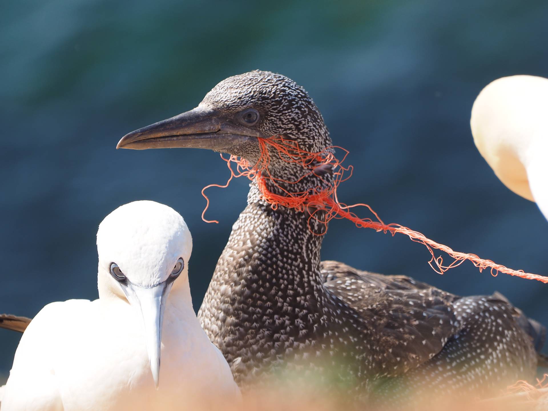 Ráðstefna um plastmengun á norðurslóðum - mynd