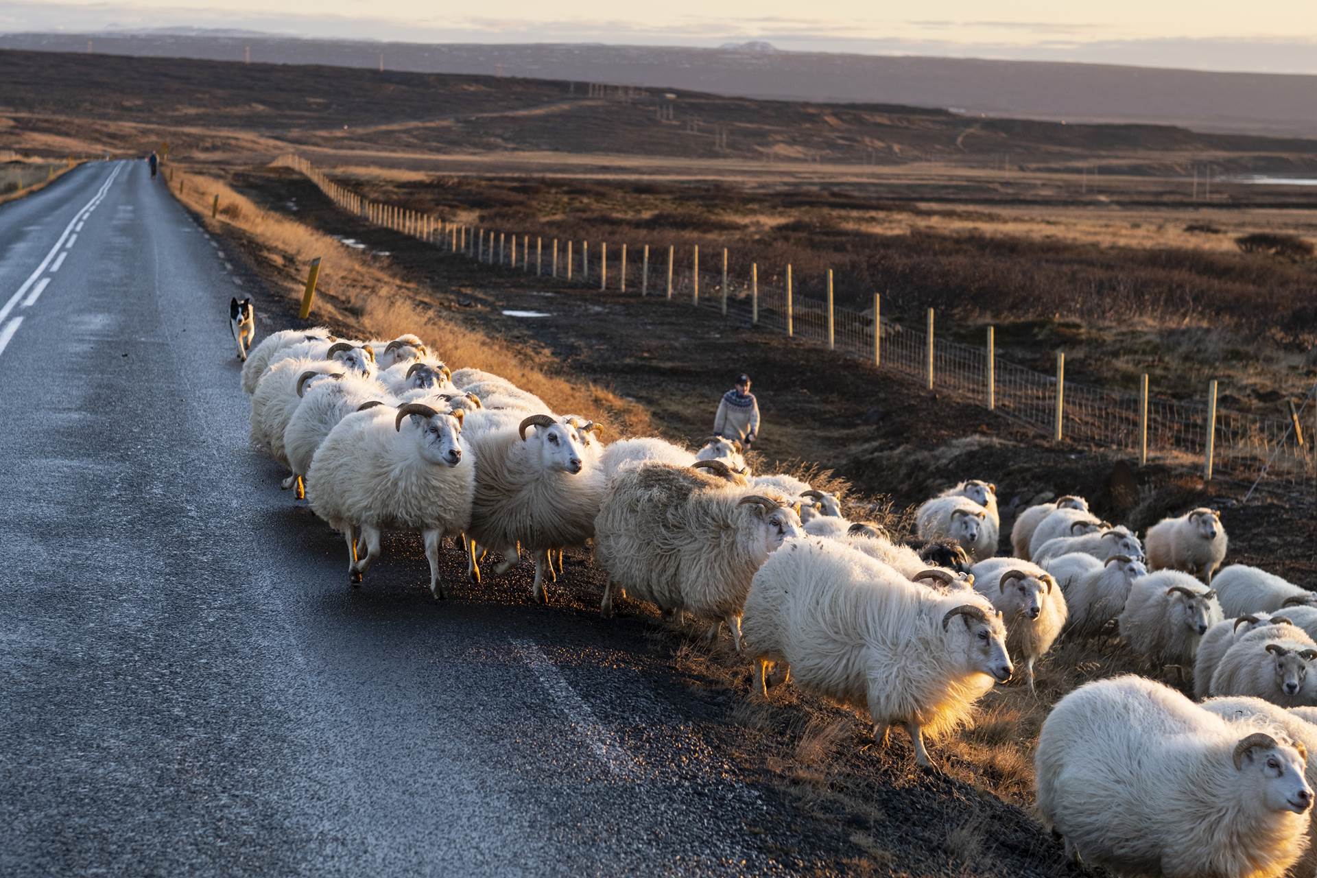 Fyrstu stuðningsgreiðslur ársins til sauðfjárbænda - mynd