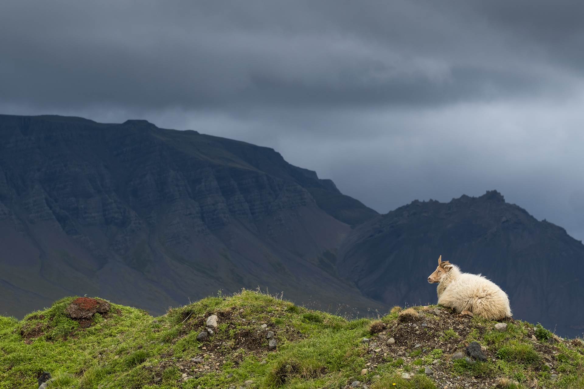 Annar innlausnarmarkaður ársins fyrir greiðslumark í sauðfé - mynd