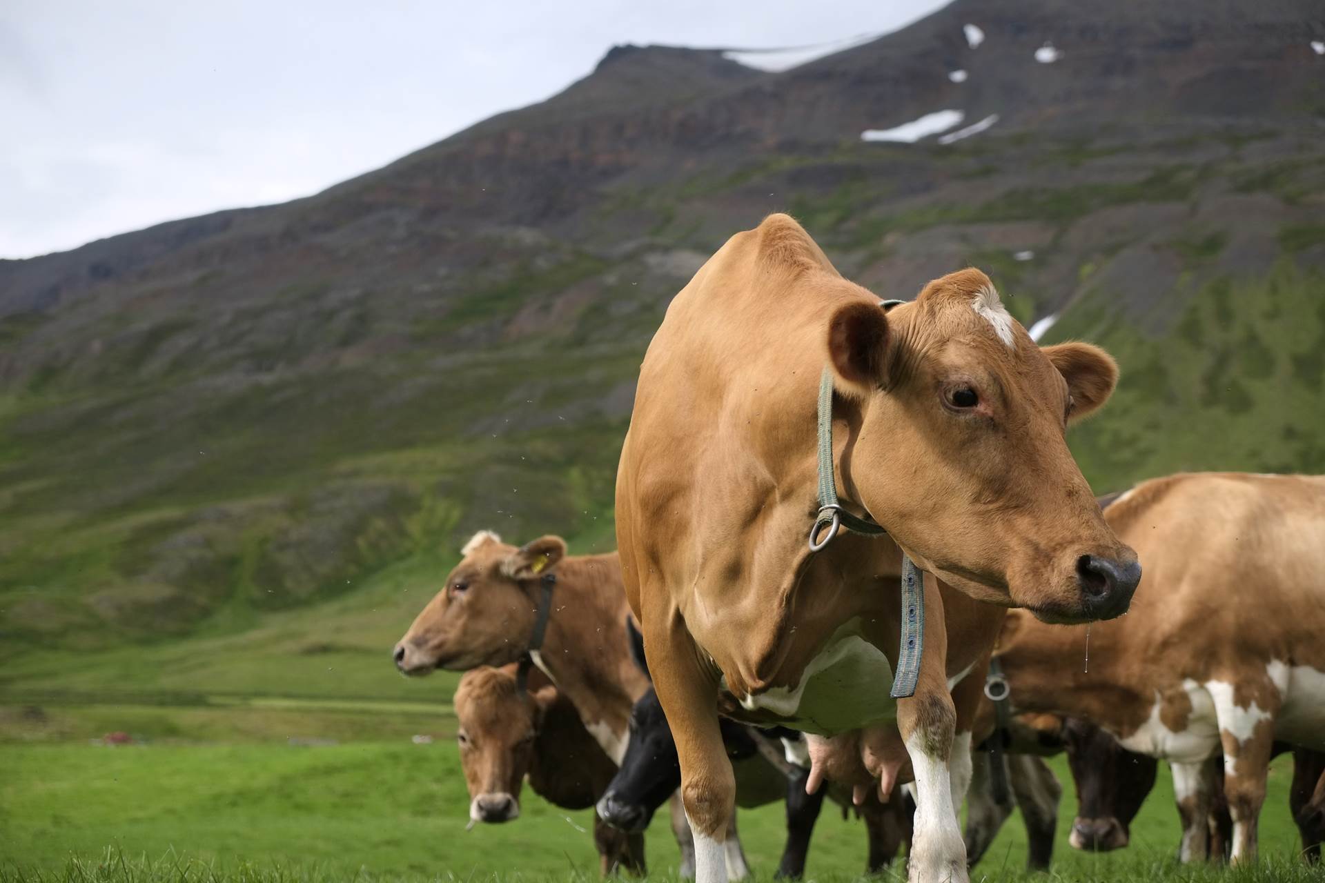 Tilboðsmarkaður 2. nóvember 2020 með greiðslumark í mjólk - mynd