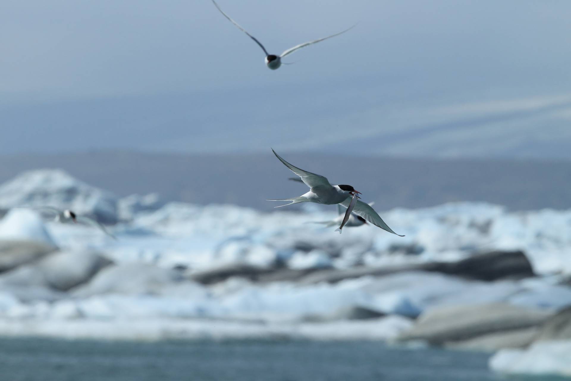 Kría í Samráðsgátt stjórnvalda - mynd