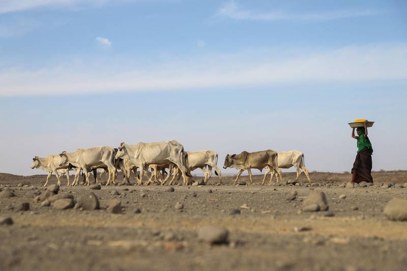 Ljósmynd frá Sómalíu: WFP/Michael Tewelde - mynd