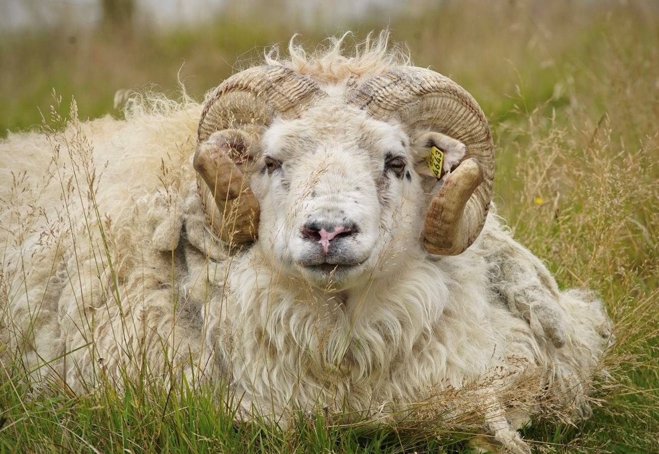 Sæðingar niðurgreiddar til að innleiða verndandi arfgerðir gegn riðu
