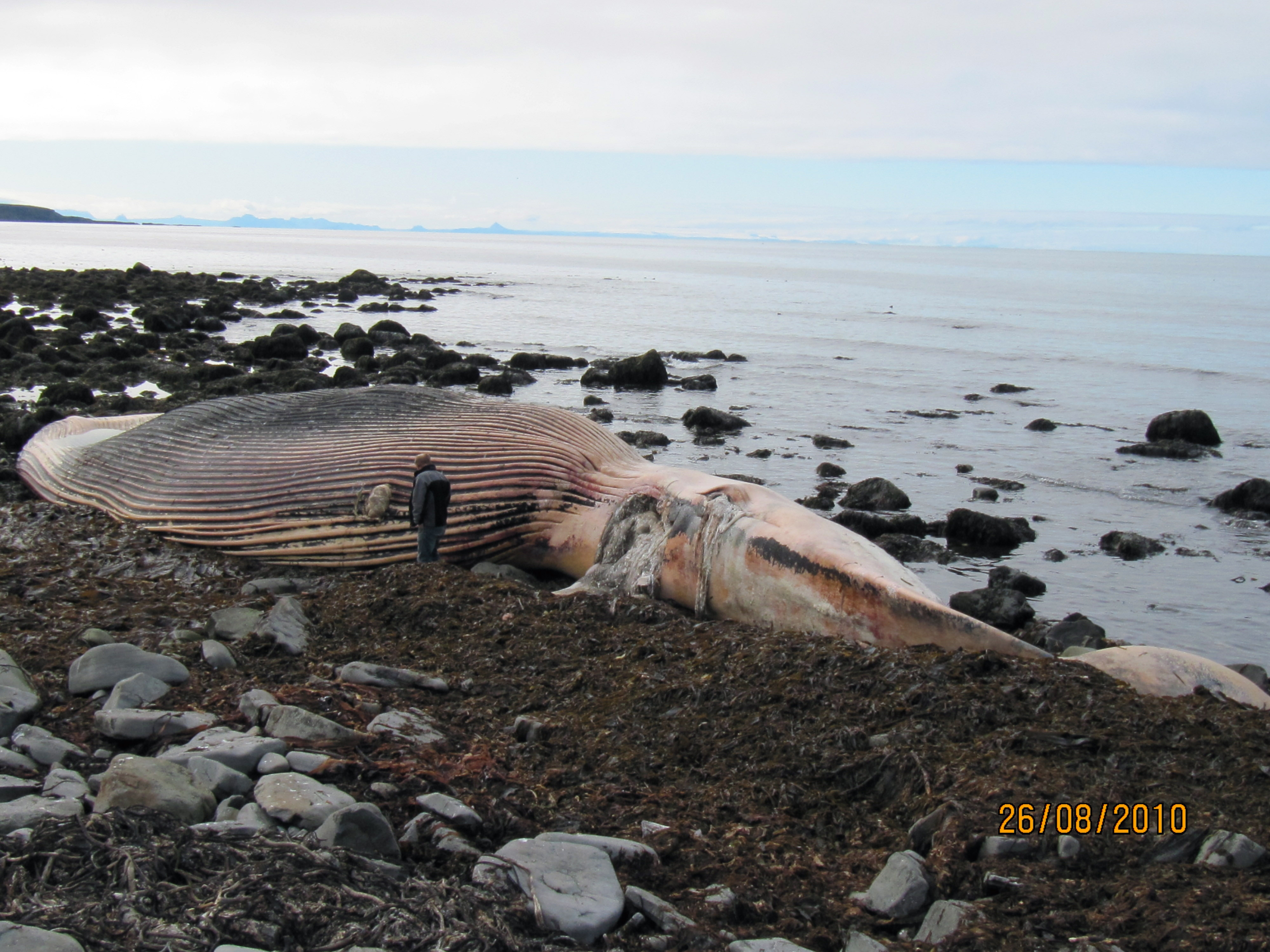 Ákveðið hefur verið að varðveita beinagrind steypireyðar sem rak á land á Skaga í Austur-Húnavatnssýslu nýverið. Mynd: Þorvaldur Björnsson.