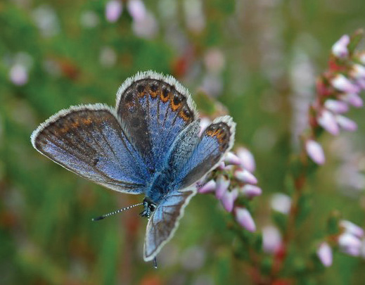 State of biodiversity in the Nordic countries